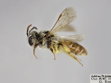 [Andrena andrenoides female thumbnail]